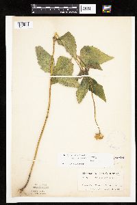 Heliopsis helianthoides image
