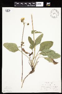 Heliopsis helianthoides image