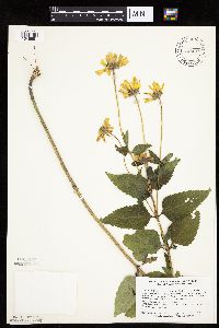 Heliopsis helianthoides image