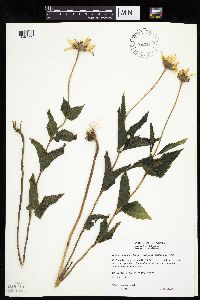 Heliopsis helianthoides image