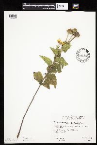 Heliopsis helianthoides image