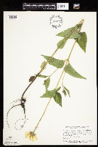 Heliopsis helianthoides image
