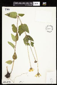 Heliopsis helianthoides var. scabra image