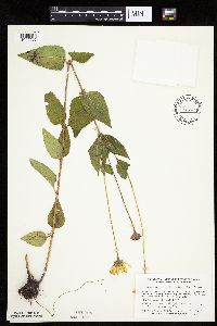 Heliopsis helianthoides var. scabra image