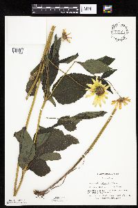 Heliopsis helianthoides image