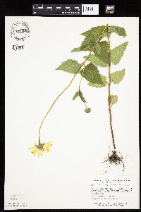 Heliopsis helianthoides image
