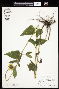 Heliopsis helianthoides image