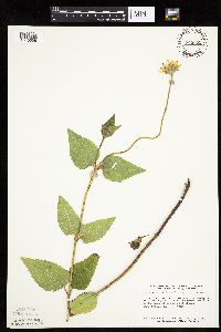 Heliopsis helianthoides image