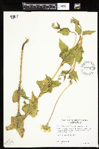 Heliopsis helianthoides image