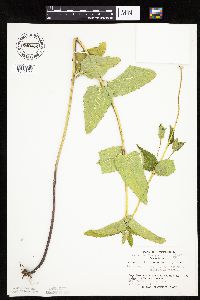 Heliopsis helianthoides var. scabra image