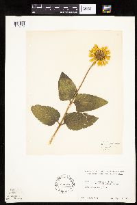 Heliopsis helianthoides image