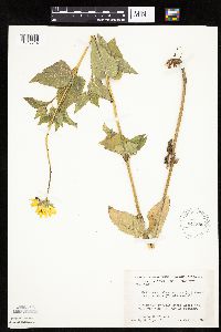 Heliopsis helianthoides image