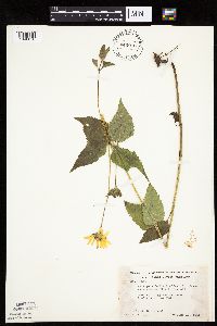 Heliopsis helianthoides image