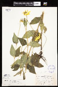 Heliopsis helianthoides image