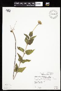 Heliopsis helianthoides image