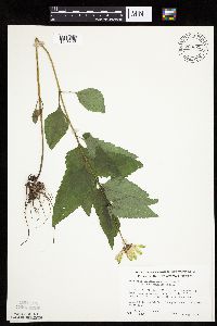 Heliopsis helianthoides image