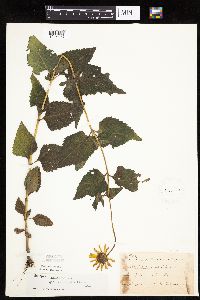 Heliopsis helianthoides image