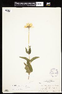 Heliopsis helianthoides image
