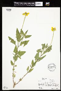 Media resource of Heliopsis parvifolia