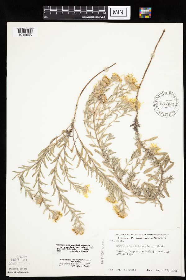 Heterotheca stenophylla var. angustifolia image