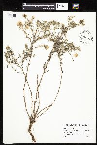 Image of Heterotheca villosa
