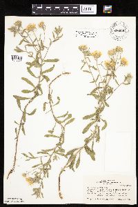 Heterotheca villosa var. villosa image