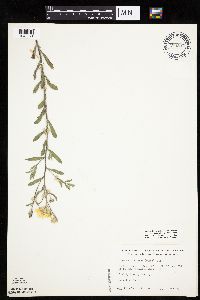 Heterotheca villosa image