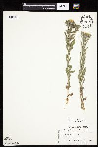 Heterotheca villosa image