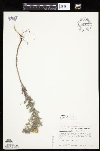 Heterotheca villosa image