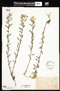 Heterotheca villosa image