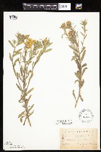 Heterotheca villosa image