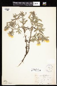 Heterotheca villosa image
