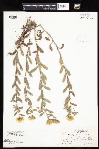 Heterotheca villosa image