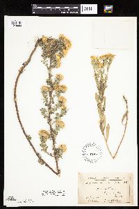 Heterotheca villosa image