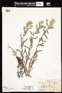 Heterotheca villosa image