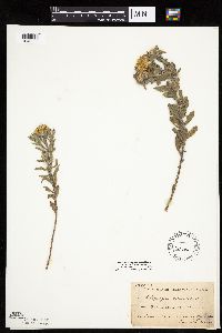 Heterotheca villosa image