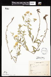 Heterotheca villosa image