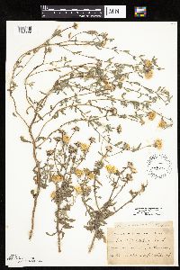 Heterotheca villosa image