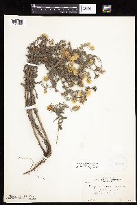 Heterotheca villosa image