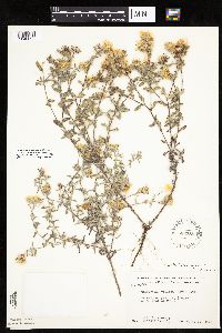 Heterotheca villosa image