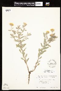 Heterotheca villosa image