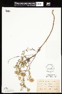 Heterotheca villosa image