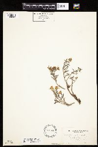 Heterotheca villosa image