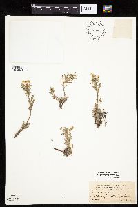 Heterotheca villosa image