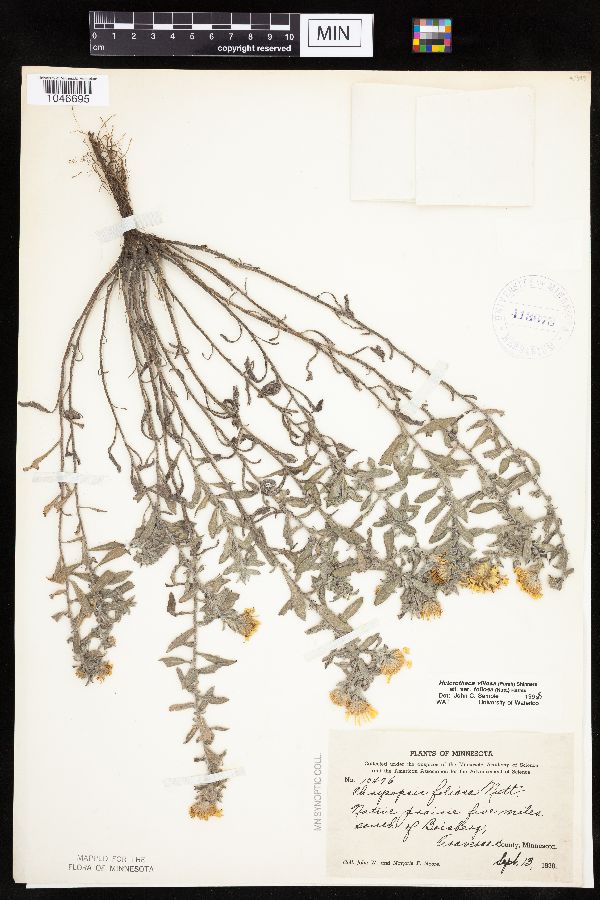 Heterotheca villosa var. foliosa image