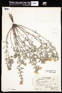 Heterotheca villosa image