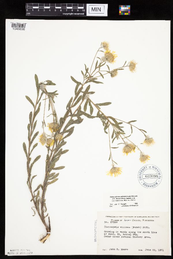 Heterotheca villosa var. minor image