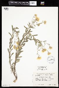 Heterotheca villosa image