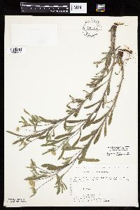 Heterotheca villosa var. minor image