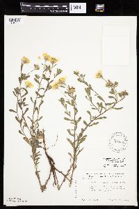 Heterotheca villosa image
